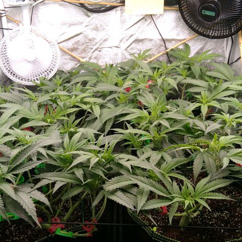 AK-47 growlog timeline photo