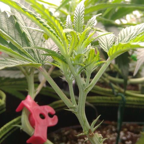 AK-47 growlog timeline photo