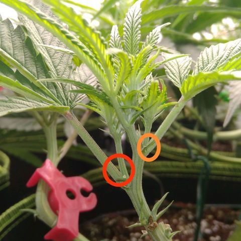 AK-47 growlog timeline photo