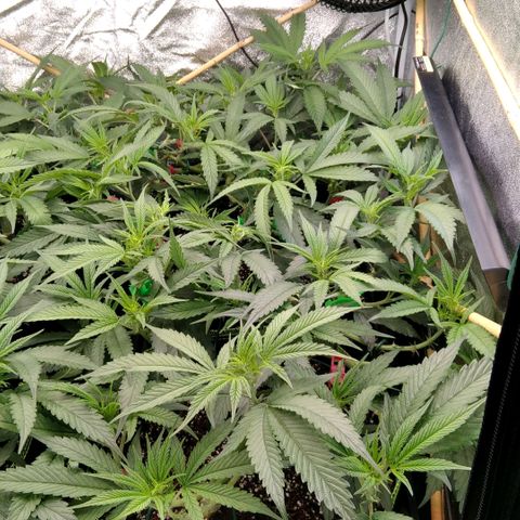 AK-47 growlog timeline photo