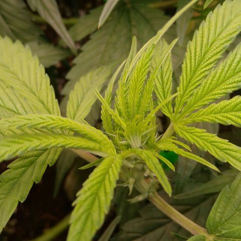 AK-47 growlog timeline photo