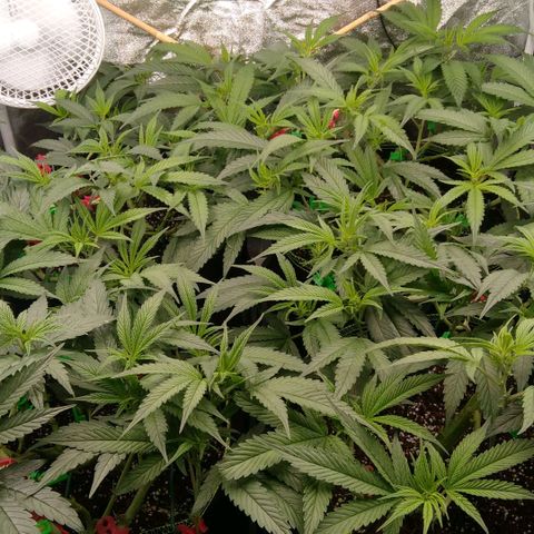 AK-47 growlog timeline photo