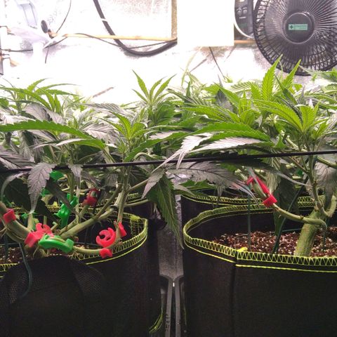 AK-47 growlog timeline photo