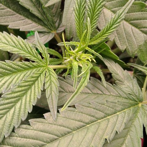 AK-47 growlog timeline photo
