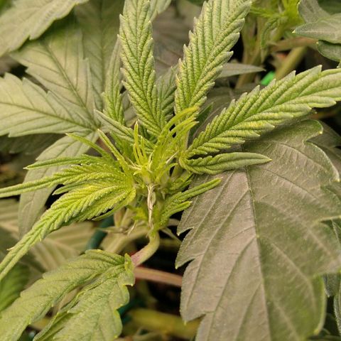 AK-47 growlog timeline photo