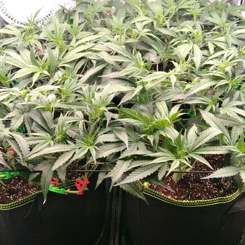 AK-47 growlog timeline photo