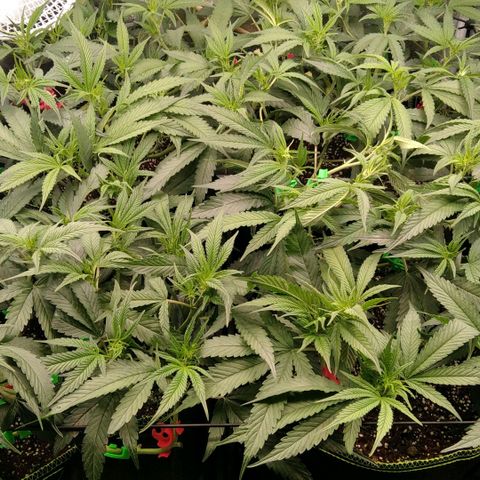 AK-47 growlog timeline photo