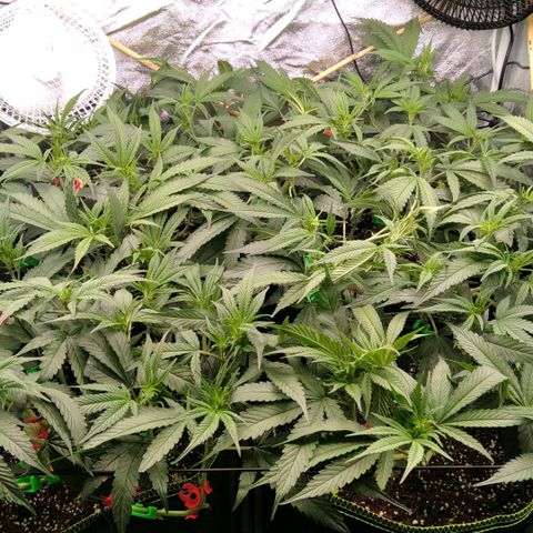AK-47 growlog timeline photo