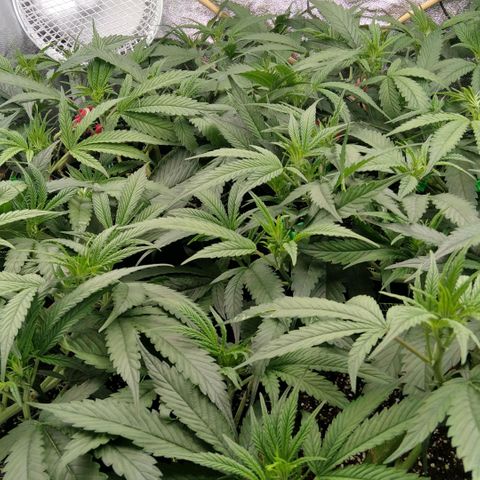 AK-47 growlog timeline photo