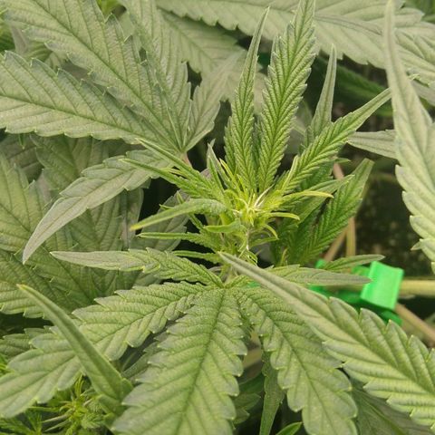 AK-47 growlog timeline photo