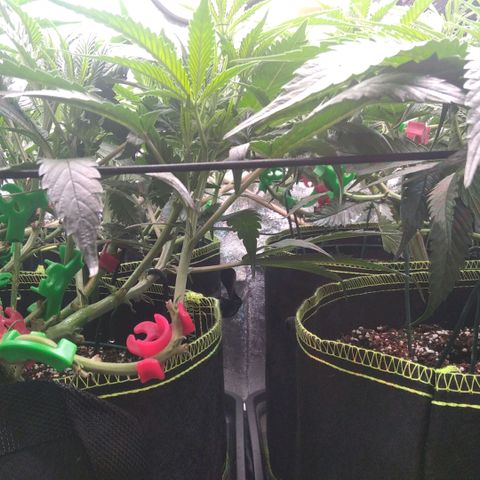 AK-47 growlog timeline photo