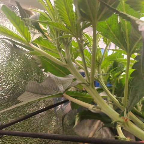 AK-47 growlog timeline photo