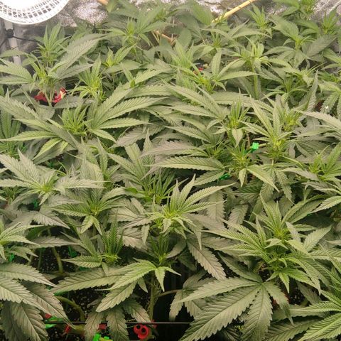 AK-47 growlog timeline photo