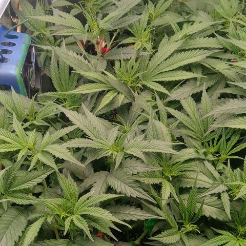AK-47 growlog timeline photo