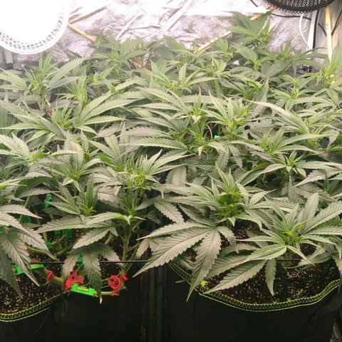 AK-47 growlog timeline photo
