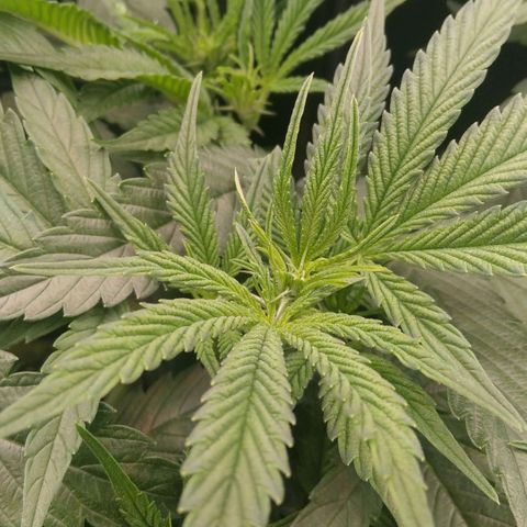 AK-47 growlog timeline photo