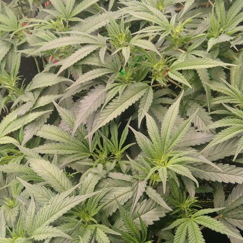 AK-47 growlog timeline photo
