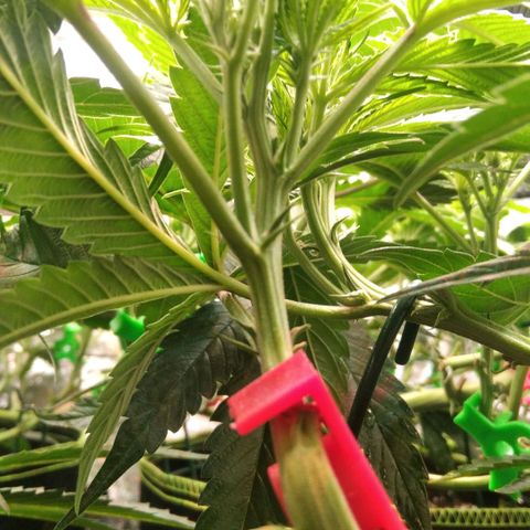 AK-47 growlog timeline photo