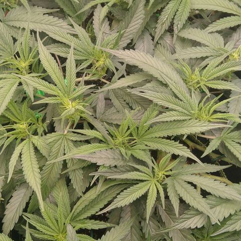 AK-47 growlog timeline photo