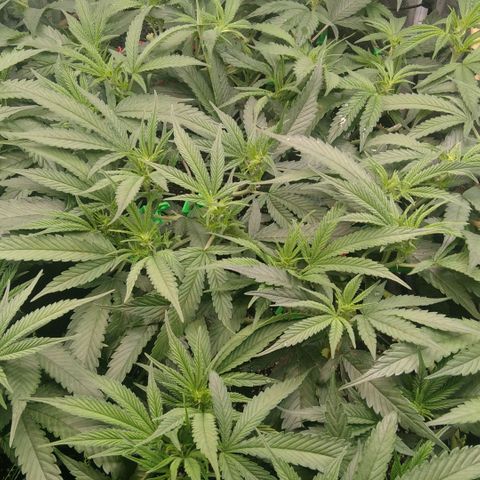 AK-47 growlog timeline photo