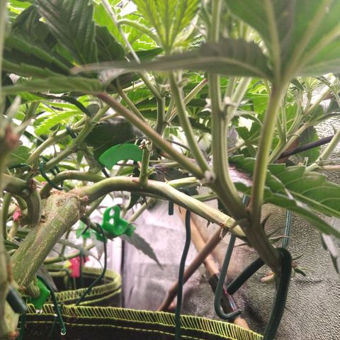AK-47 growlog timeline photo