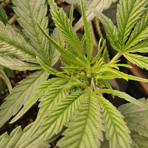 AK-47 growlog timeline photo
