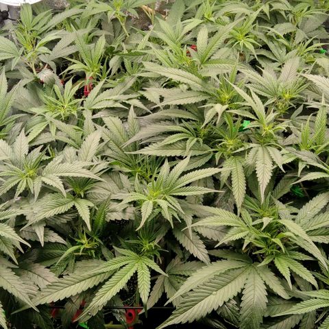 AK-47 growlog timeline photo