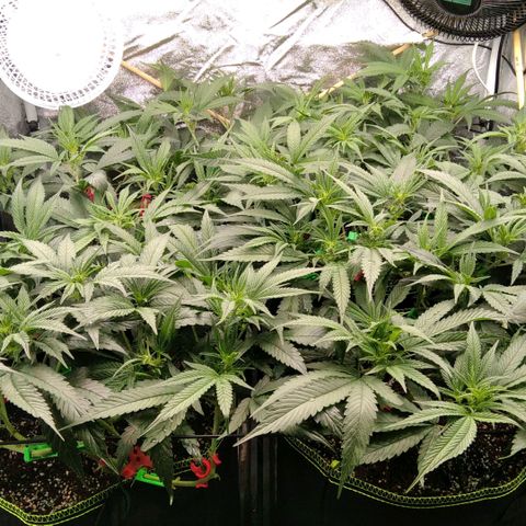 AK-47 growlog timeline photo