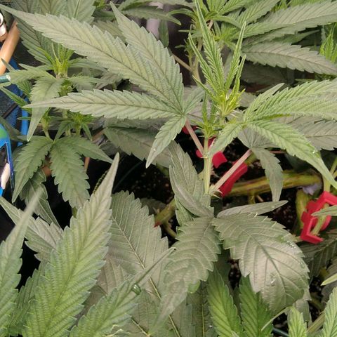AK-47 growlog timeline photo