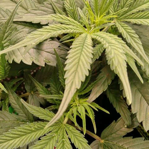 AK-47 growlog timeline photo