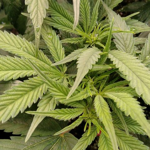 AK-47 growlog timeline photo