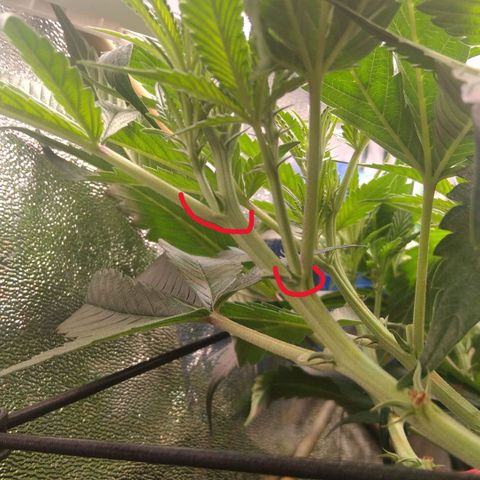 AK-47 growlog timeline photo