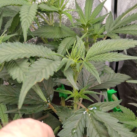 AK-47 growlog timeline photo