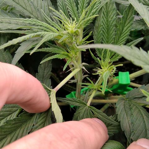 AK-47 growlog timeline photo
