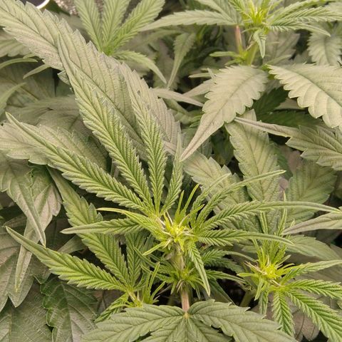 AK-47 growlog timeline photo