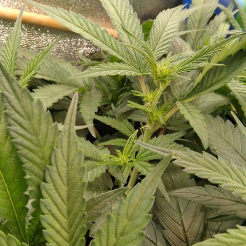 AK-47 growlog timeline photo