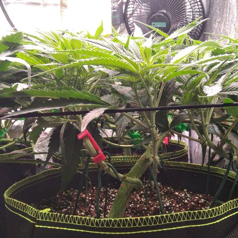 AK-47 growlog timeline photo