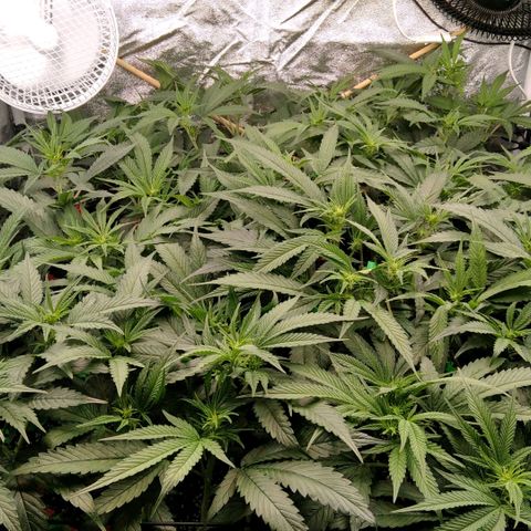 AK-47 growlog timeline photo