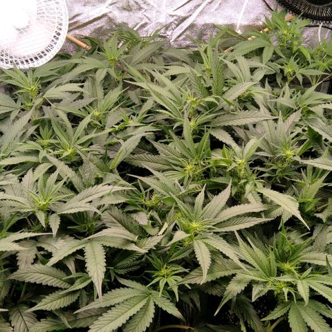AK-47 growlog timeline photo
