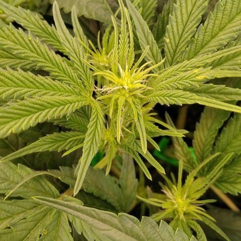 AK-47 growlog timeline photo