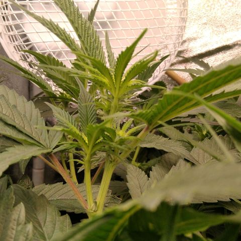 AK-47 growlog timeline photo