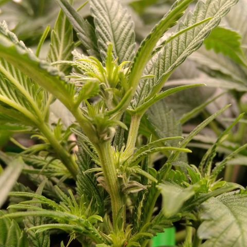 AK-47 growlog timeline photo