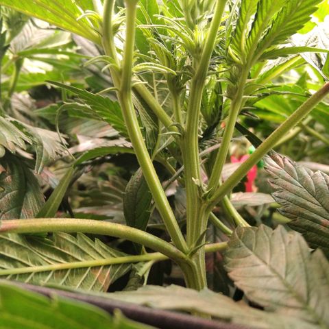 AK-47 growlog timeline photo