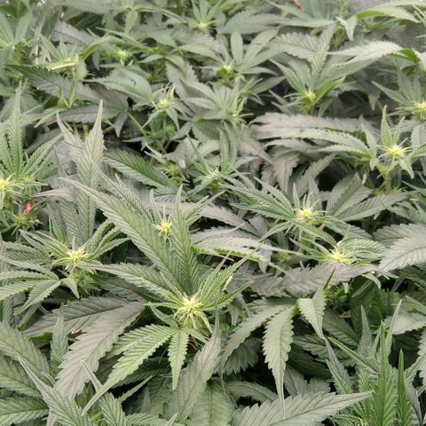 AK-47 growlog timeline photo