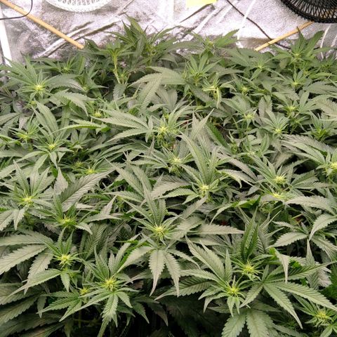 AK-47 growlog timeline photo