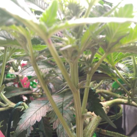 AK-47 growlog timeline photo