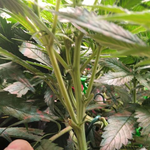 AK-47 growlog timeline photo