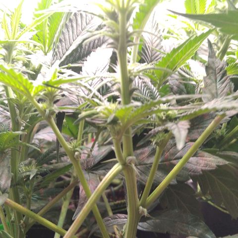 AK-47 growlog timeline photo