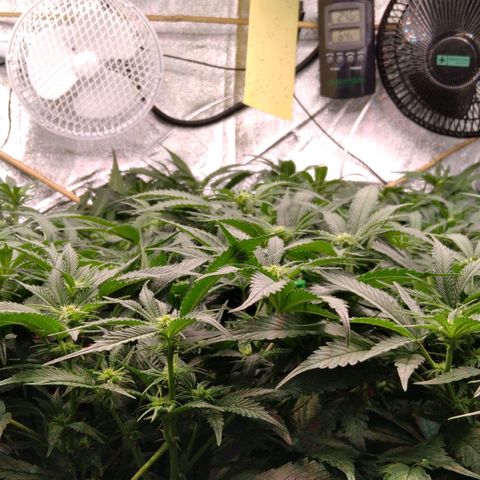 AK-47 growlog timeline photo
