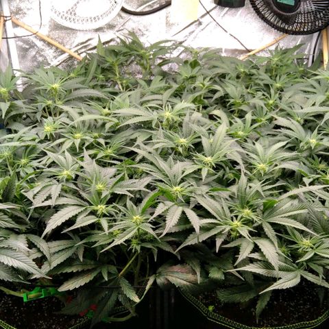 AK-47 growlog timeline photo
